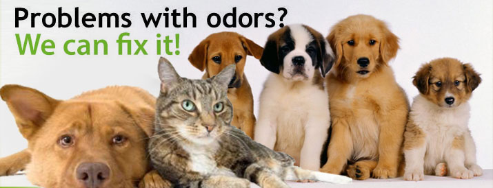 Pet Odor Problems